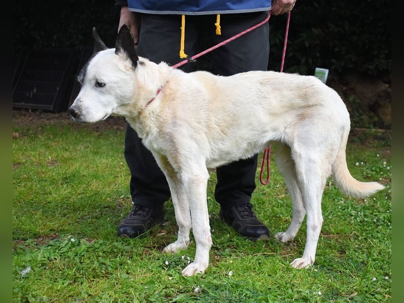 Camellia - Notfall - Was wäre gewesen, wenn ...