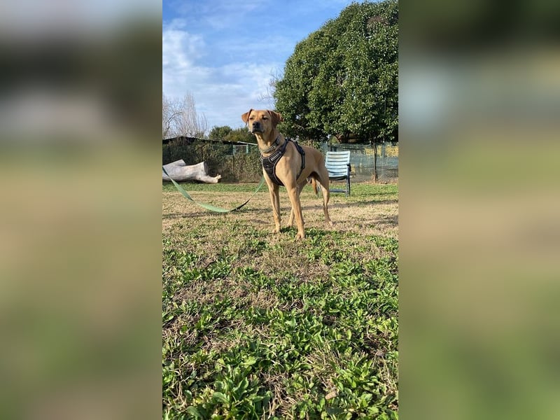 Jasper - Warten auf den einen Menschen