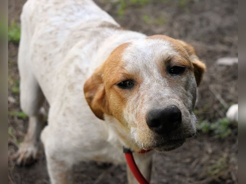 Zoilo - Z wie Zuckersüß und Zauberhaft