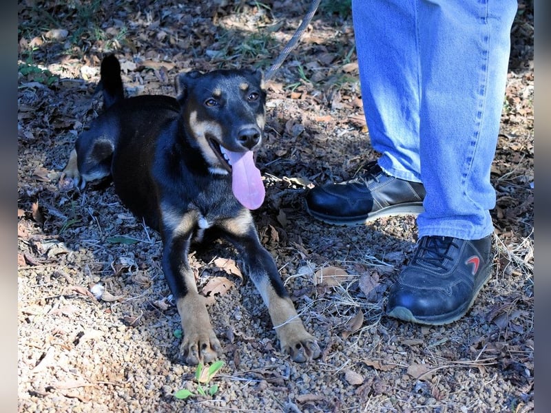 Domitia - neugierige Junghündin mit sanftem Wesen