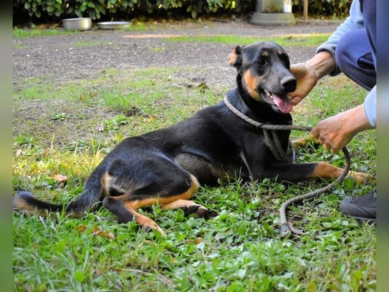 Drifa - vorsichtiges Hundemädchen auf der Suche nach Geborgenheit