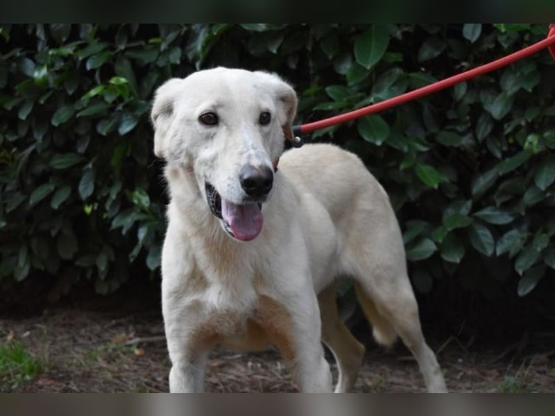 Popeye - Auf zögerlichen Pfoten ins Glück