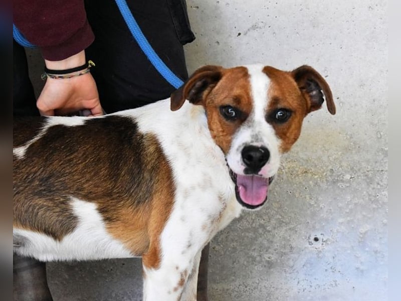 Olli - Quirliges Hundekind braucht dringend Familie