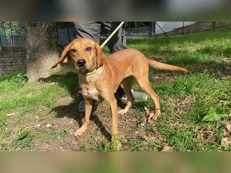 Yamina - (Dringend Pflegestelle oder Zuhause gesucht) wie bei Hänsel und Gretel - nur schlimmer