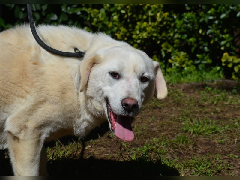 Shipley - Ein riesiges Missverständnis!
