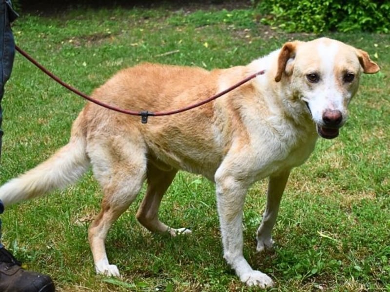 Saphir - träumt von einem Zuhause...