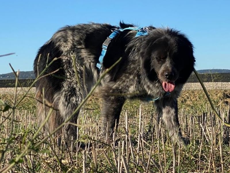 Olivia - Schüchterne Schönheit sucht neue Hunde-Menschen-Familie