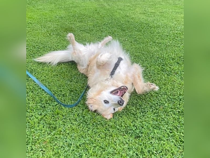 Alemix - Im zweiten Anlauf neuer Altersruhesitz gesucht