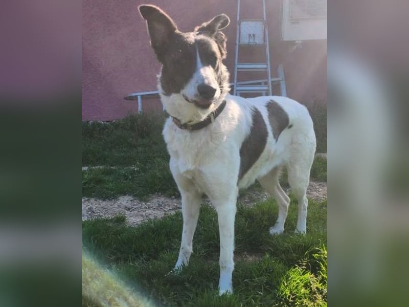 Fioretta - Notfall - 2. Lebensglück gesucht