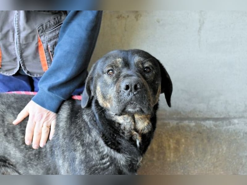 Rochus - Gestromte Liebe zu vergeben