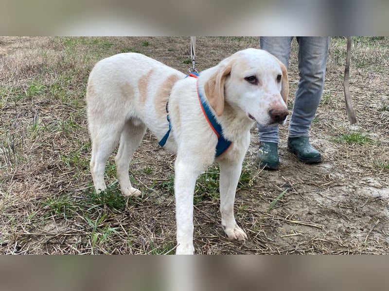 Peppino - (Dringend Zuhause oder Pflegestelle gesucht) Die Welt ist groß, ich will sie mit dir sehen