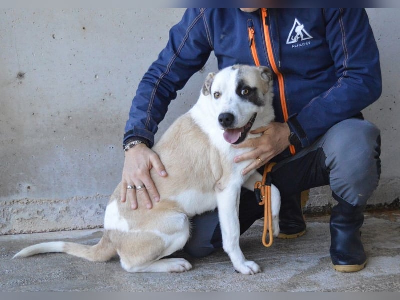 Dayra - freundlich, sanft und bereit für ein schönes Zuhause