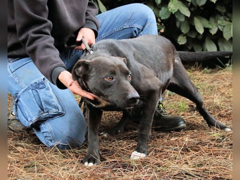 Rhino - Wenn man nicht auffällt, geht man unter