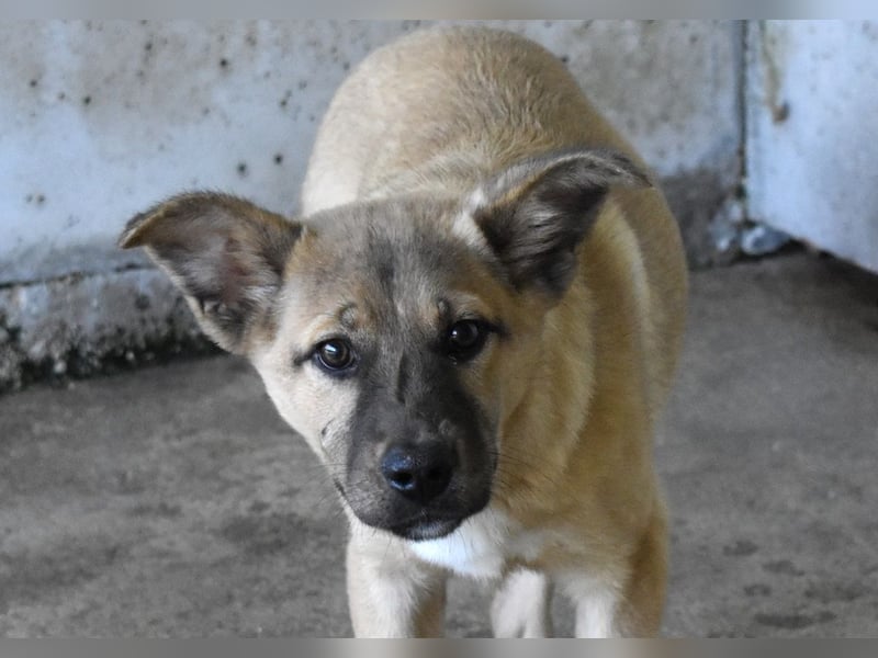 Quarven - Kleiner Hundejunge, was nun?