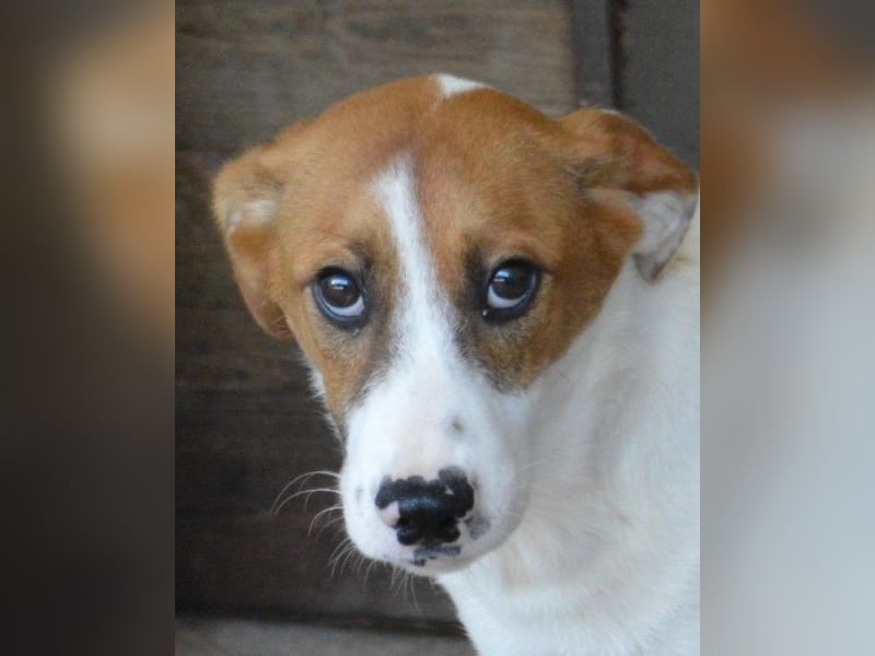 Tyber - Wer gibt mir einen Vertrauens-Schubser?