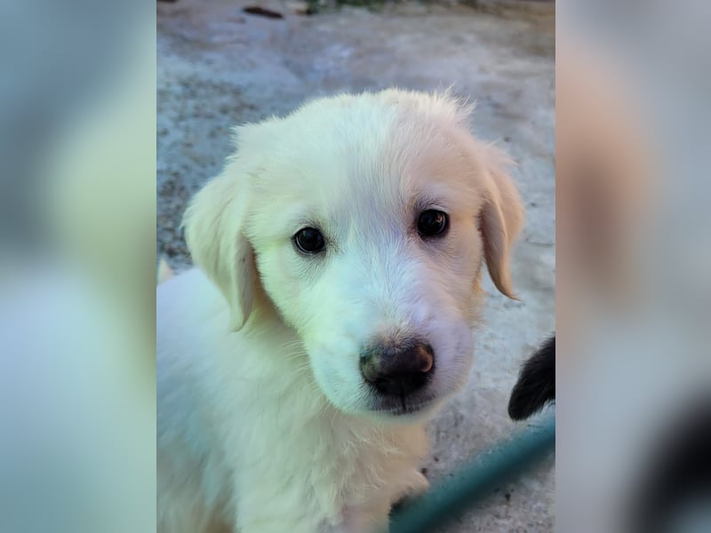Brasko - (Dringend Zuhause oder Pflegestelle gesucht) Schneewittchen hatte nur sieben Zwerge