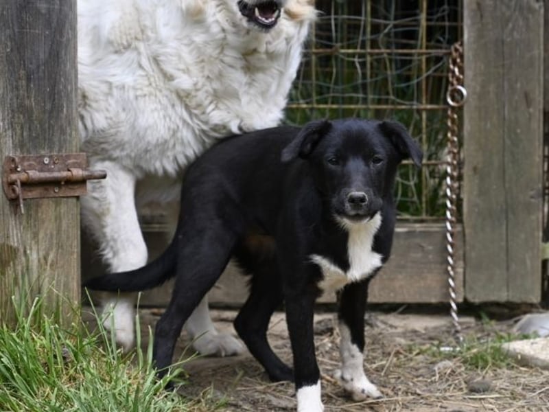 Flaviano - Wenn Du mich holst, bleib ich bei Dir