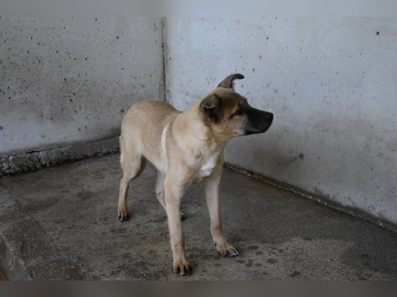 Quarven - Kleiner Hundejunge, was nun?