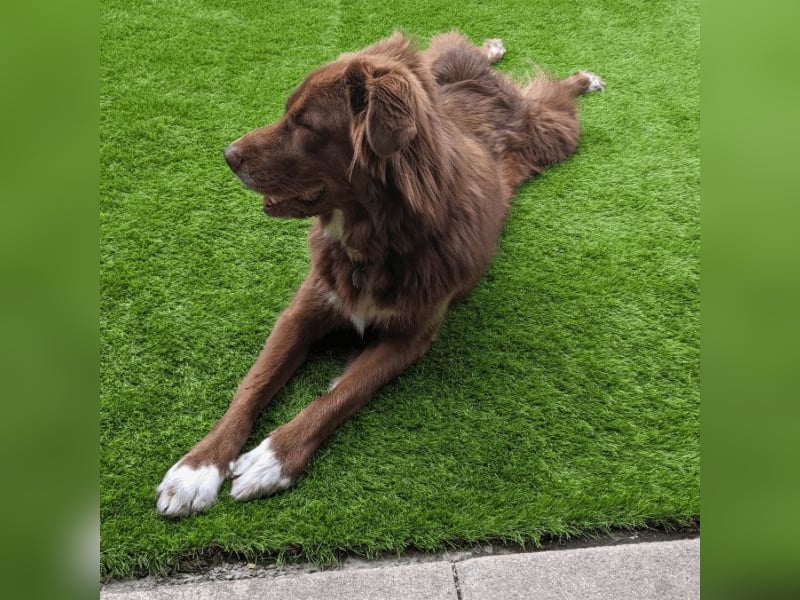 Eurialo - SOS - Dringend Pflegestelle oder neues Zuhause gesucht/Wenn du alles verlierst