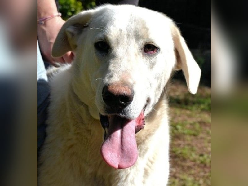 Scoutie - Ein riesiges Missverständnis!