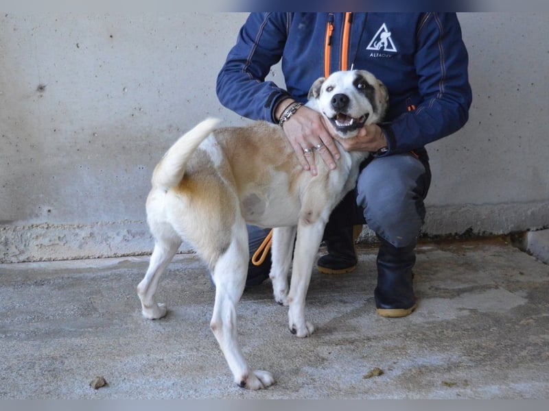 Dayra - freundlich, sanft und bereit für ein schönes Zuhause