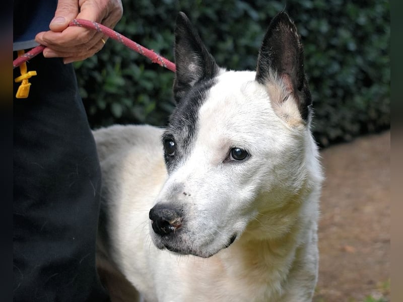 Camellia - Notfall - Was wäre gewesen, wenn ...