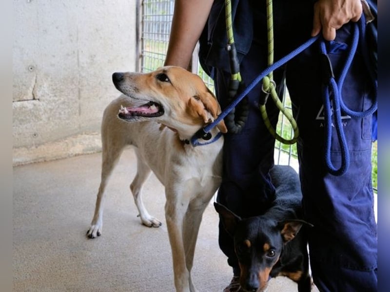 Molletta - Junghündin sucht Anschluss mit Streicheleinheiten