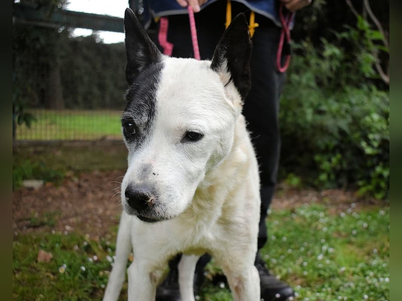 Camellia - Notfall - Was wäre gewesen, wenn ...