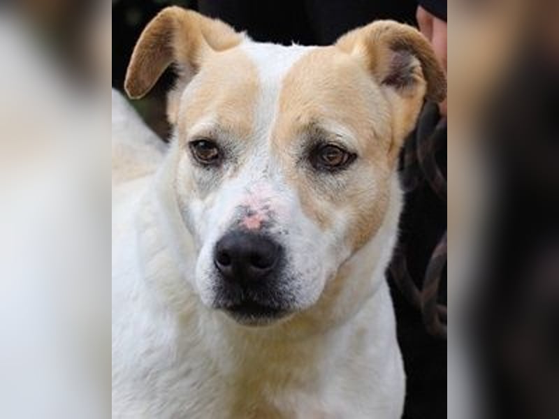 Ivetta - Hat ihr Herz zu verschenken