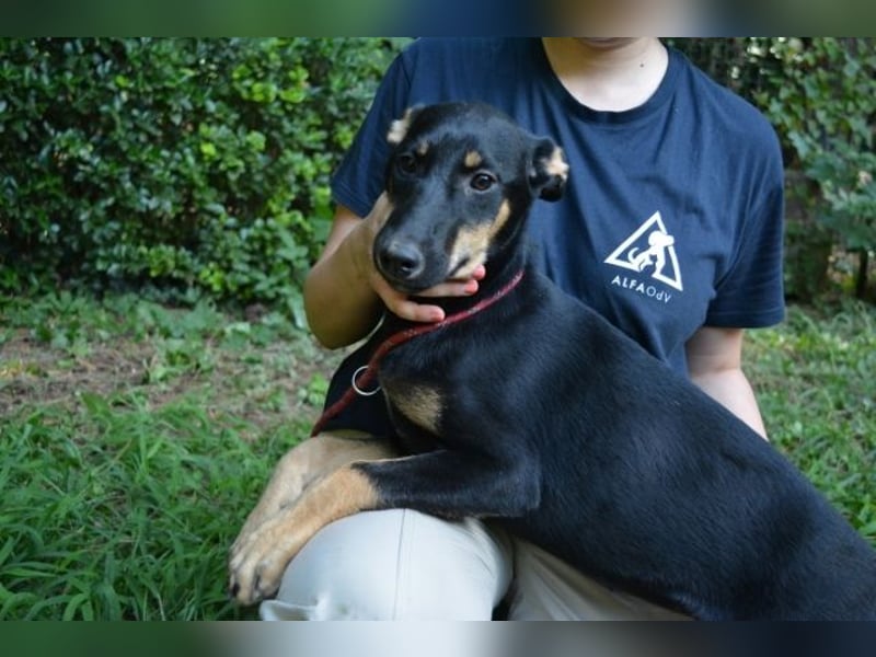 Drifa - vorsichtiges Hundemädchen auf der Suche nach Geborgenheit