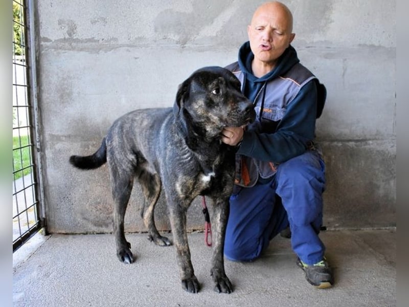 Rochus - Gestromte Liebe zu vergeben