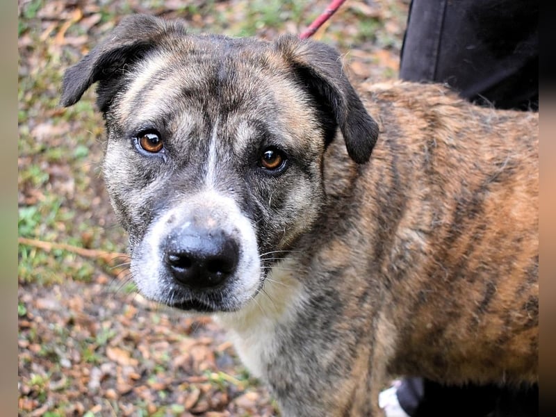 Fionella - Tigerchen sucht Familie