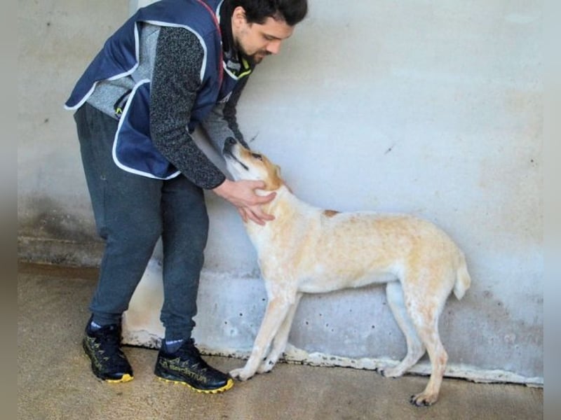 Molletta - Junghündin sucht Anschluss mit Streicheleinheiten