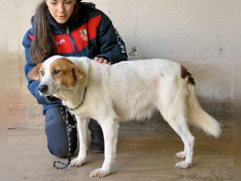 Elpidius - Ein Ziel ohne Plan bleibt nur ein Wunsch