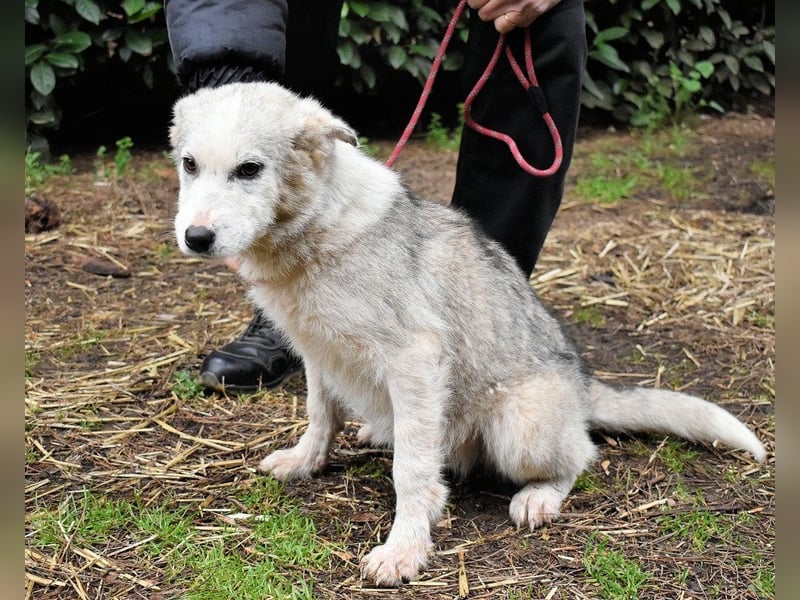 Kemyra - Ein "Wölfchen" sucht sein Rudel