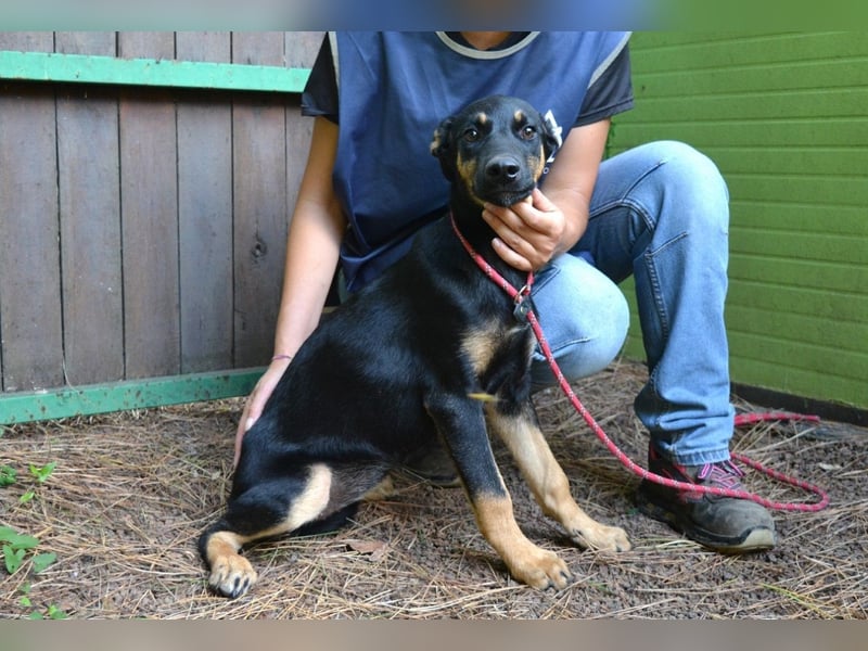 Djamica - fröhliche Junghündin mit offenem Herzen