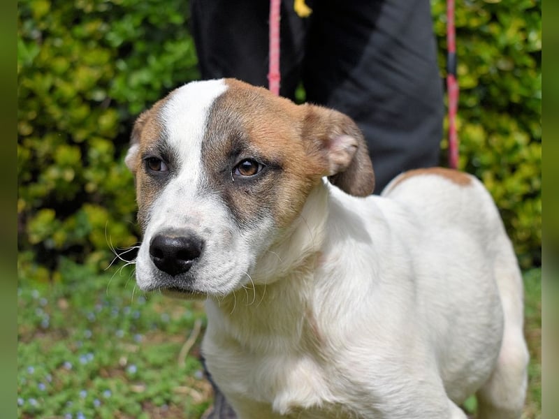 Elenio - SOS - Dringend Zuhause gesucht - Ein leuchtendes Fellknäuel