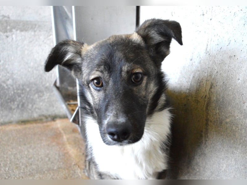 Quelisia - Kleines Schwesterchen, was nun?