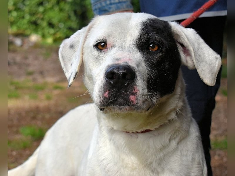 Olindina - Wie gut du bist, das zeigt sich an schlechten Tagen