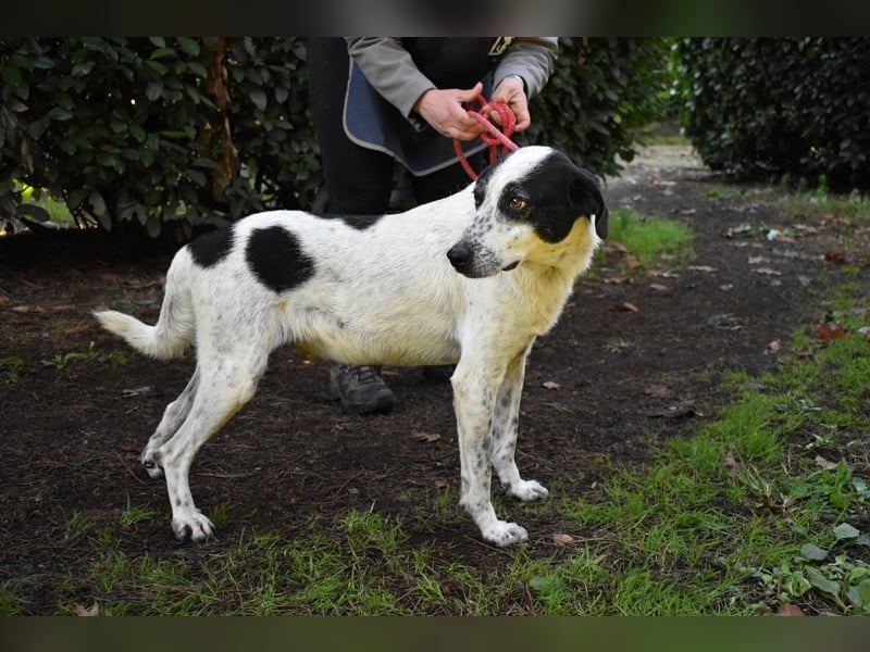 Kileo - ...Sternenstaub, wo bist du?