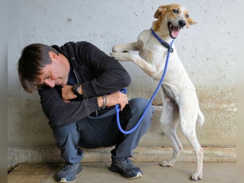 Molletta - Junghündin sucht Anschluss mit Streicheleinheiten