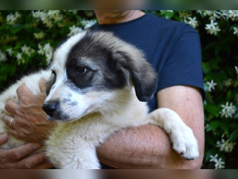 Sigurd - ein Brief an sieben kleine Herzen