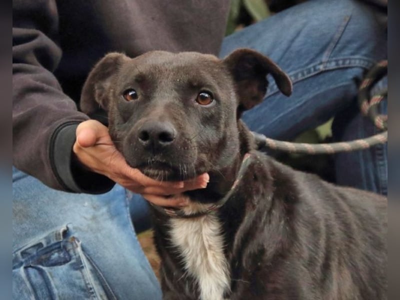 Rhino - Wenn man nicht auffällt, geht man unter