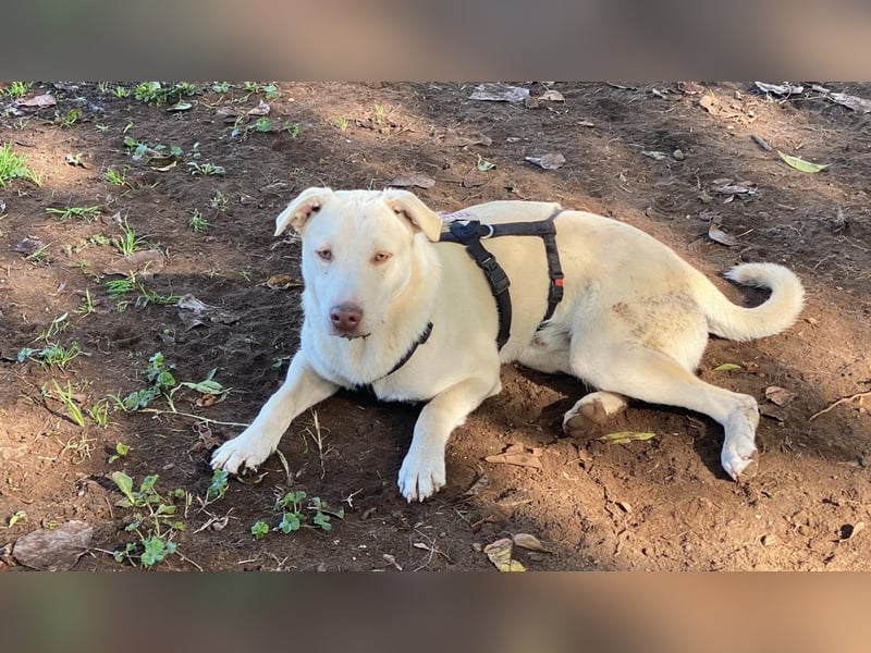 Titanio - er findet seinen Weg