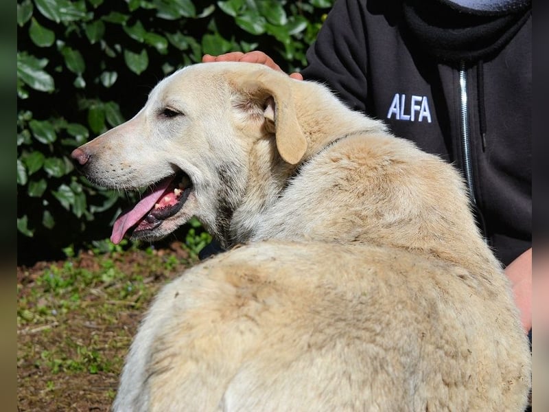 Shaydon - Ein riesiges Missverständnis!