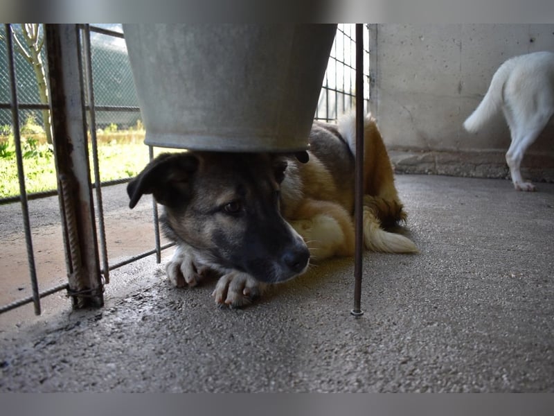 Quorivah - Kleines Hundemädchen, was nun?