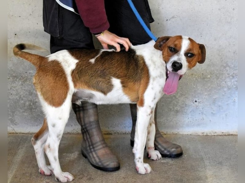 Olli - Quirliges Hundekind braucht dringend Familie