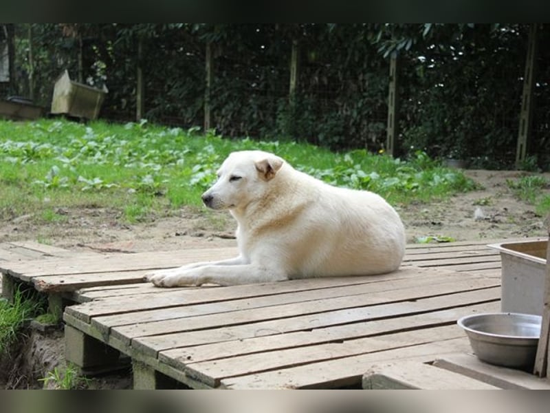 Gea - eine zarte Seele auf der Suche nach ihren Menschen