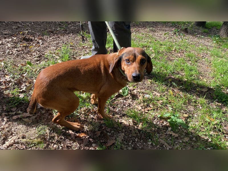 Yola - (Dringend Pflegestelle oder Zuhause gesucht) wie bei Hänsel und Gretel - nur schlimmer