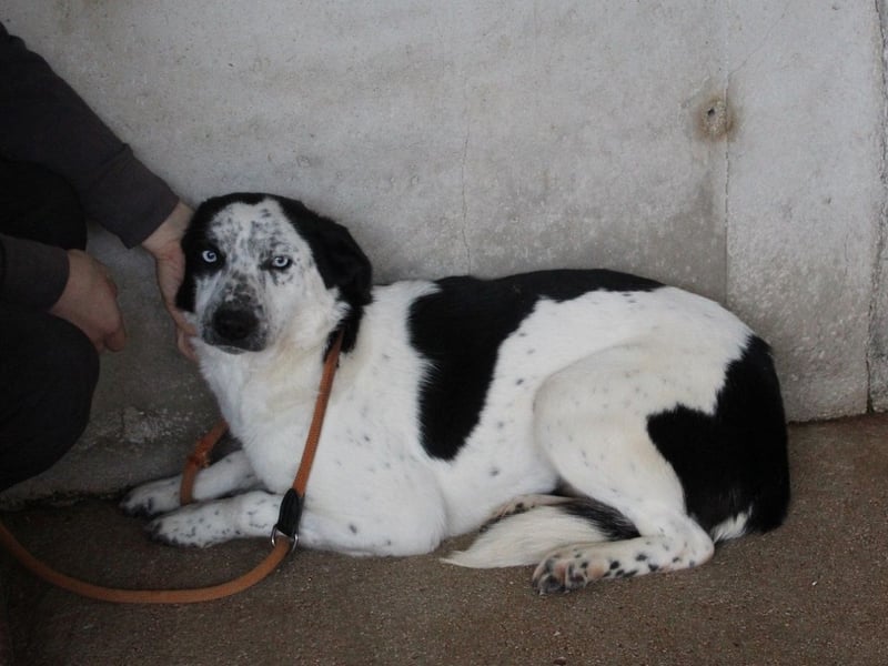 Nyxiel - Die schönsten Augen